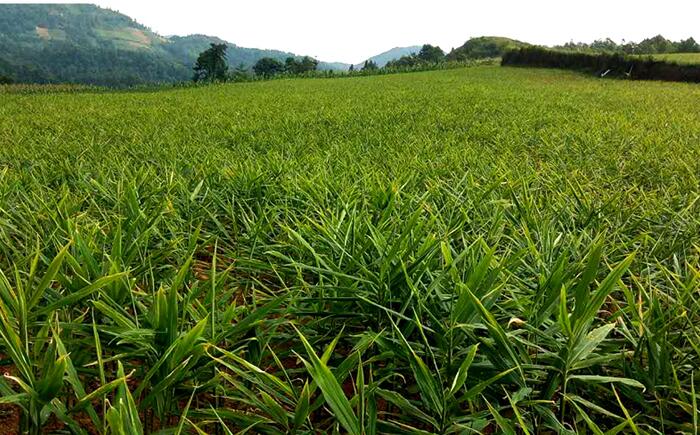 小黃姜種植基地