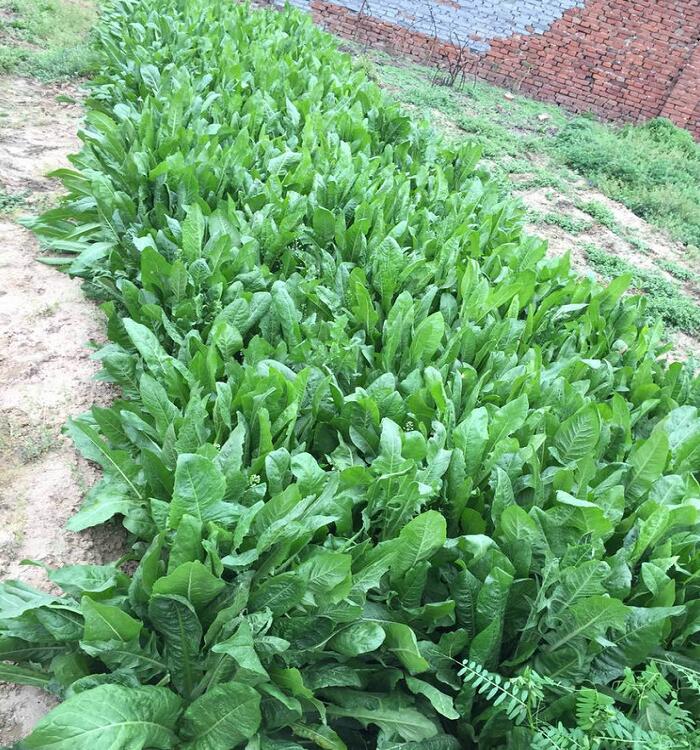 苦麥菜種植基地