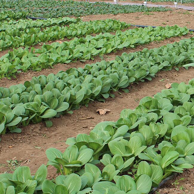 小白菜種植基地